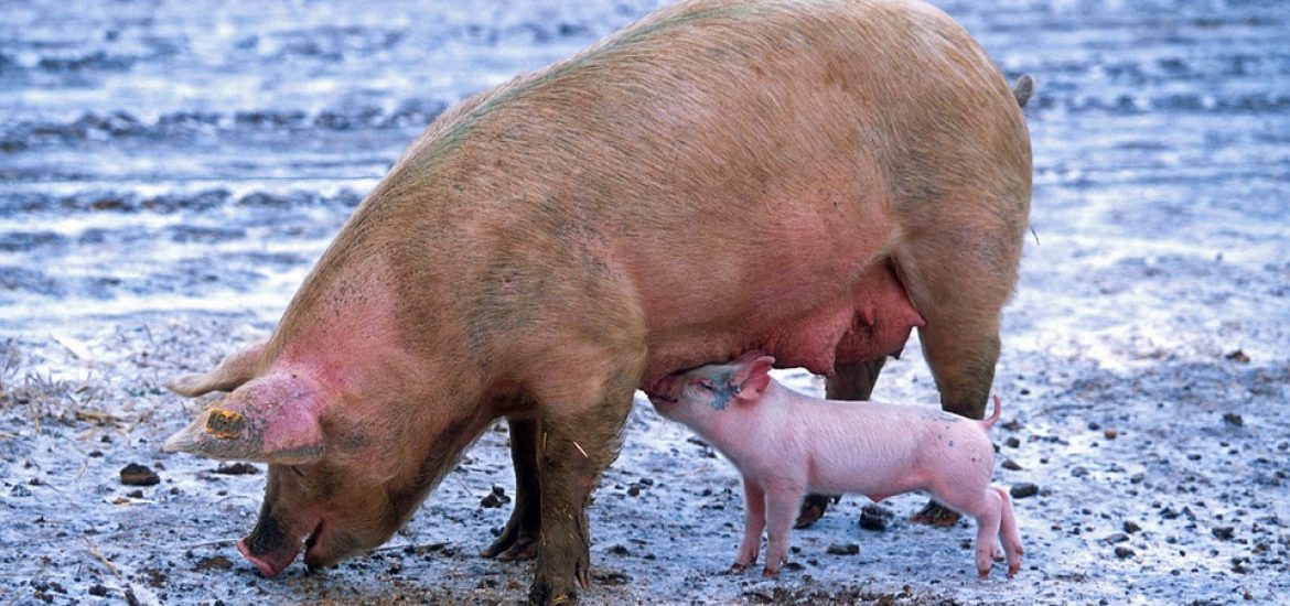 Die EU fordert eine Entschädigung für das in ihren Augen illegale Verbot europäischer Schweinefleischimporte durch Russland