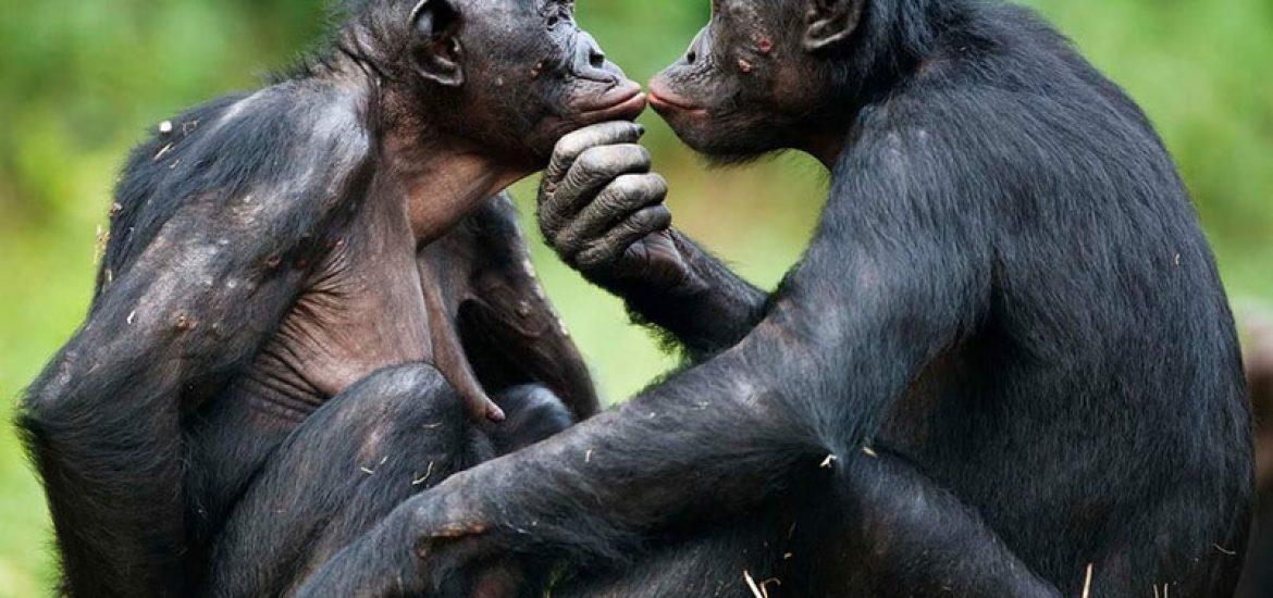 Bonobos et chimpanzés utilisent le même langage