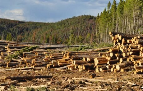 Deforestation is not bad news for all species