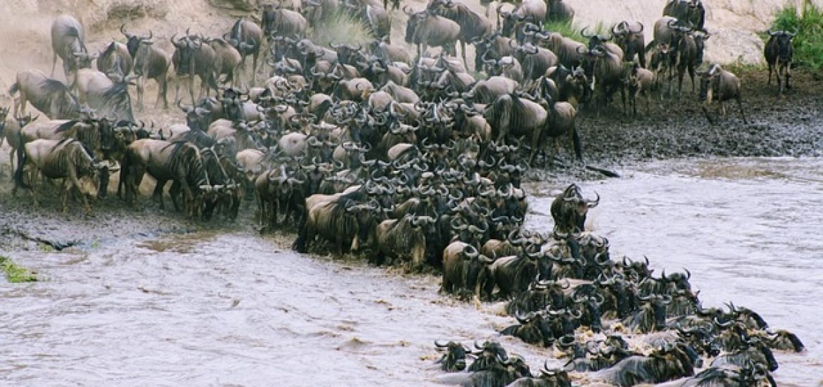 Konkurrenz und Kooperation: Studie untersucht Massenwanderung in der Serengeti