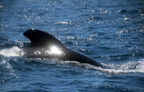 Das Schrumpfen der Grauwale: Meeressäuger vor der Pazifikküste werden immer kleiner