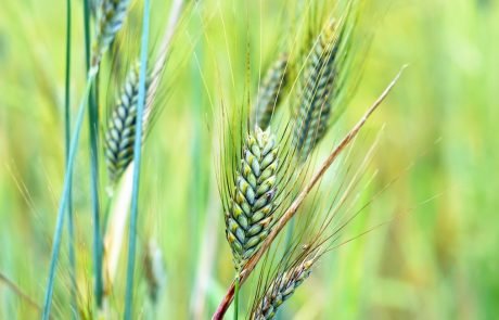 Complex wheat genome finally decoded