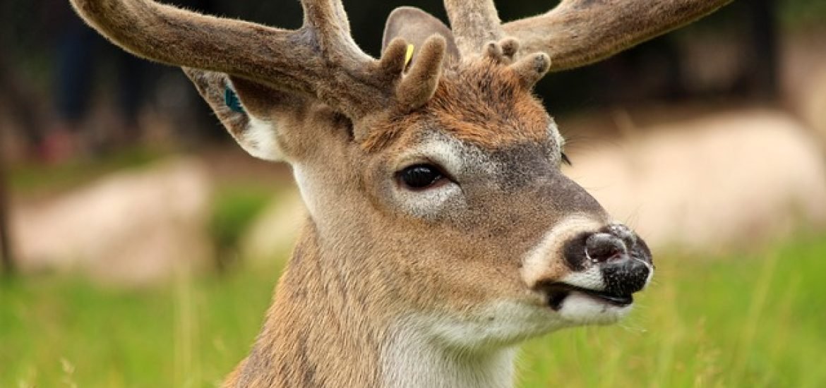 Untersuchungen zeigen: Hirsche sind Reservoirs für Corona-Viren