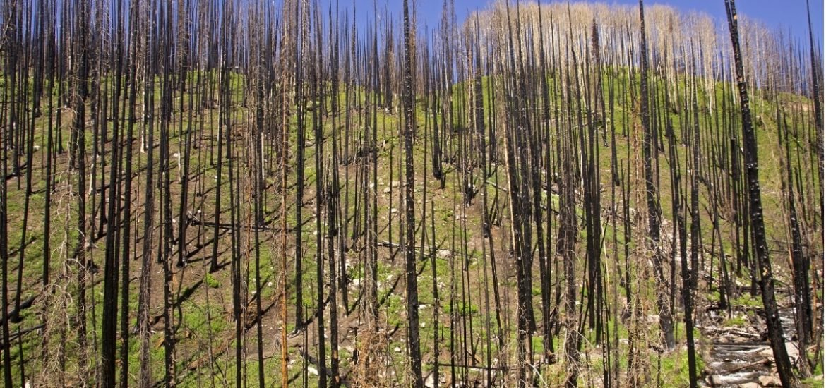 Global warming likely to increase wildfire damage in Mediterranean Europe