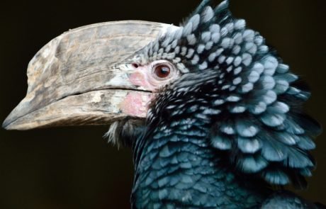 Delays in wildlife trade bans are placing hundreds of species at risk of extinction