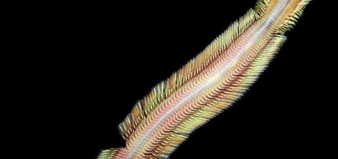 Entdeckung in der Tiefsee: Neuer Wurm in Methanquellen vor Costa Rica identifiziert